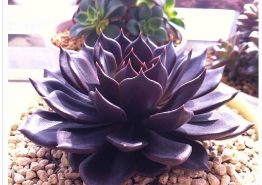 黑王子（景天科石莲花属植物）