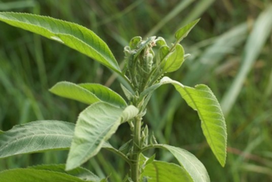 艾纳香（菊科艾纳香属植物）