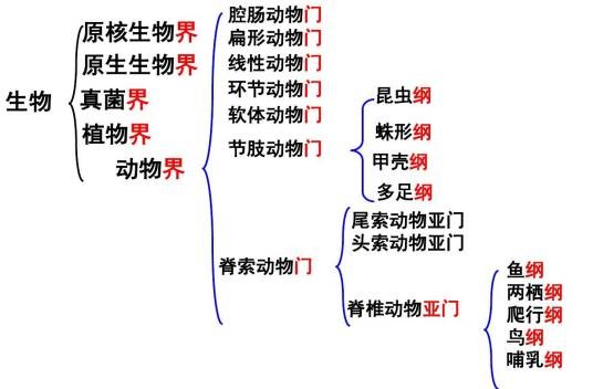 生物分类