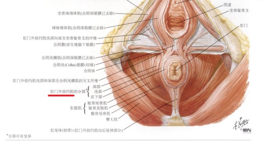 肛门外括约肌