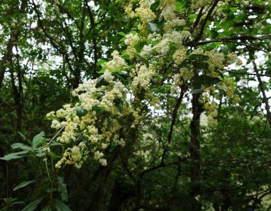 白檀(山矾科山矾属植物)