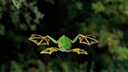 华莱士飞蛙