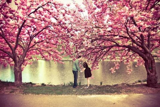 红棉叹