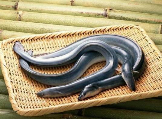 充电鳗鱼