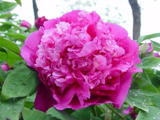 红楼春梦（芍药科芍药属植物）