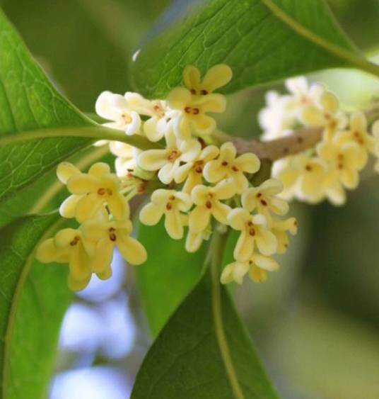 桂花四季桂
