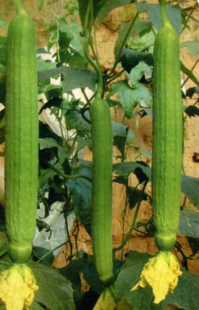 丝瓜（葫芦科丝瓜属植物）
