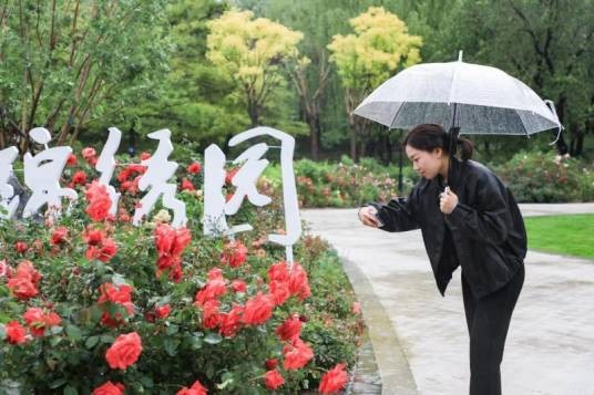 北京月季文化节