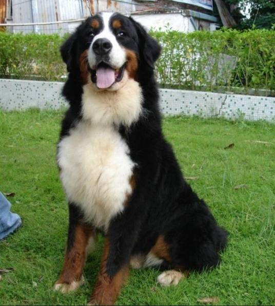 山犬（犬科动物）