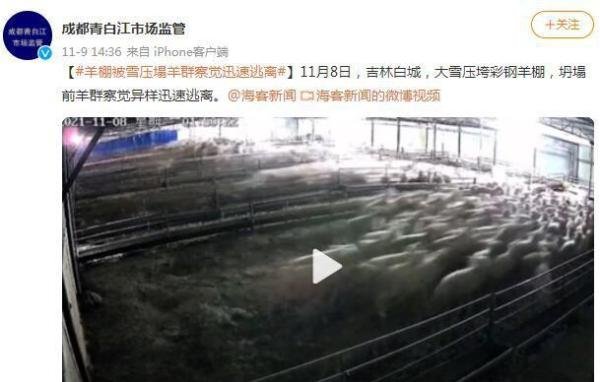 羊棚被雪压塌羊群察觉迅速逃离 这是咋情况？