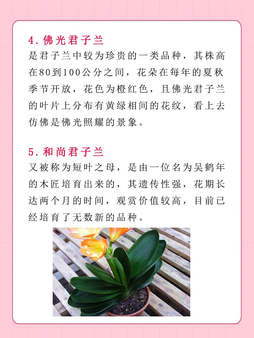 十大名贵君子兰排名