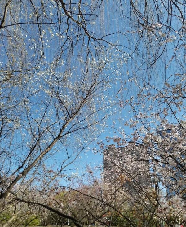 春光旖旎
