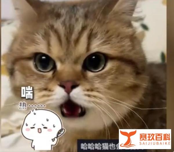 没开空调猫被热得吐舌头，主人还调侃：穿个皮大衣能不热吗？