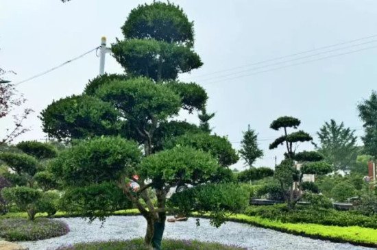 白杨树、黄杨、胡扬、黑杨、大叶杨之间有什么区别