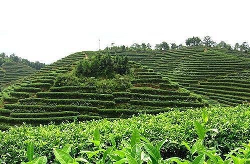 一亩茶园的成本核算