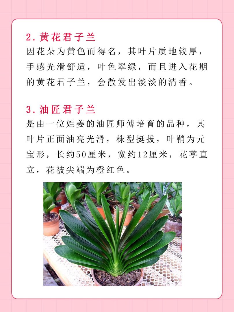 十大名贵君子兰排名