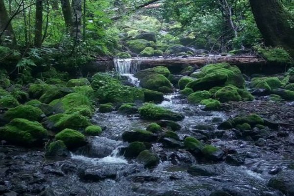 深山老林什么意思