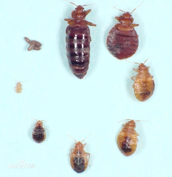 有哪个好心人认识这种虫子么?在宿舍住了几天胳膊,腿又红又痒的,最