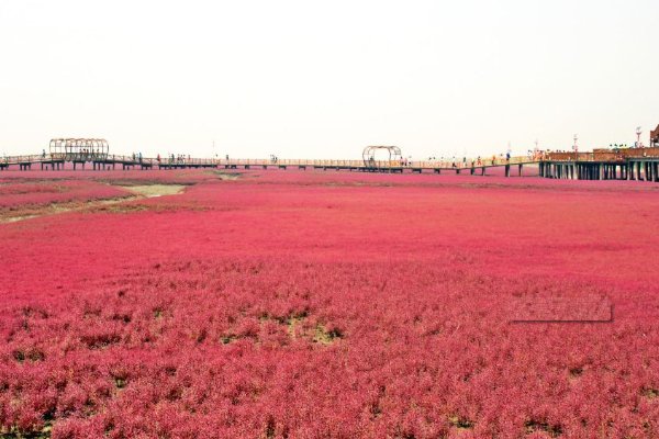 山东青岛出现了100公里的红海滩,这是个什么样的场景?