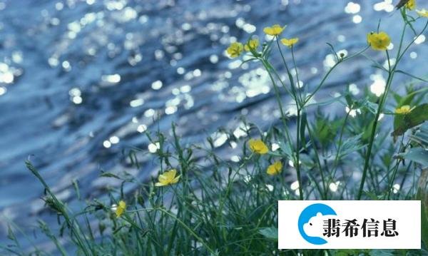 春之韵