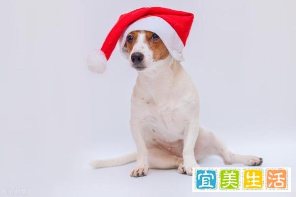 喊出狗比人值钱话的人,孝道被狗夺走了吗?这帽子扣给狗冤不冤