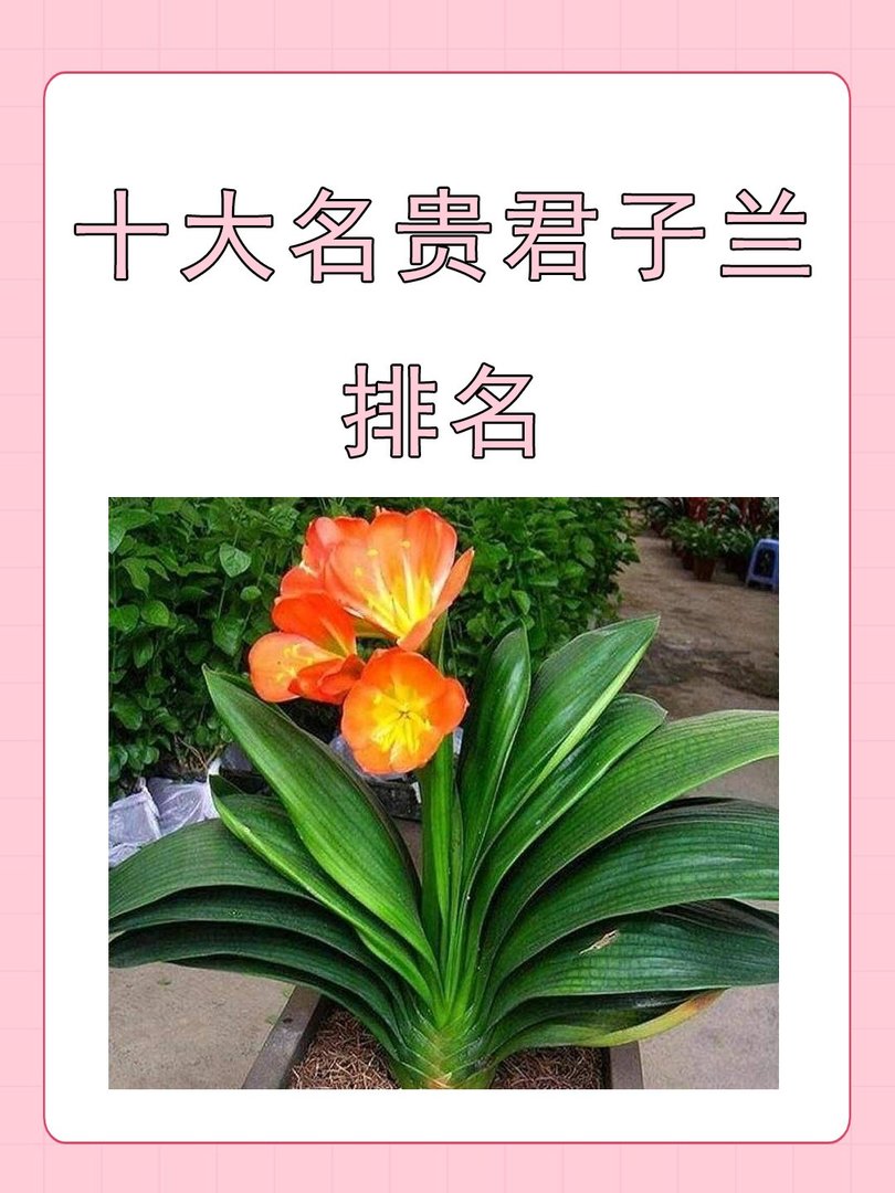 十大名贵君子兰排名