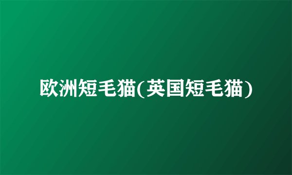 欧洲短毛猫(英国短毛猫)