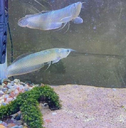 银龙鱼不吃食怎么办？