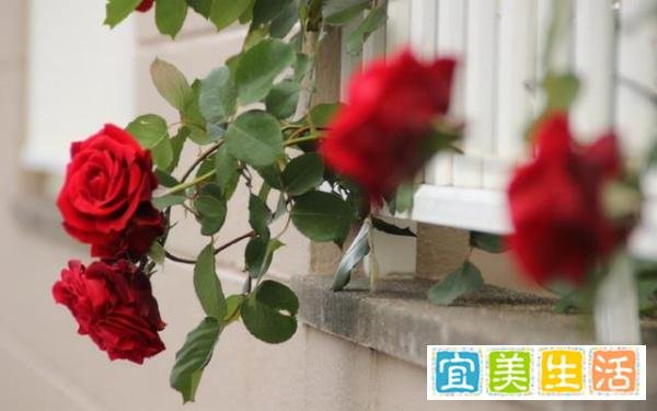 女人是好命还是苦命，关键看三个特征，越到中年越明显