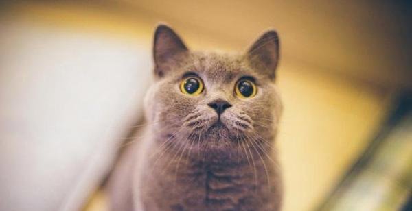 什么是非纯种猫、纯种猫，杂交猫、杂种猫的区别