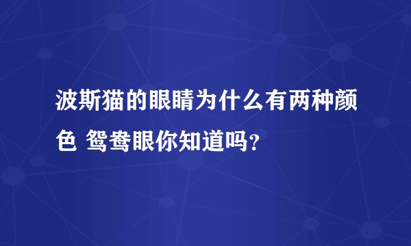 波斯猫的眼睛为什么有两种颜色 鸳鸯眼你知道吗？