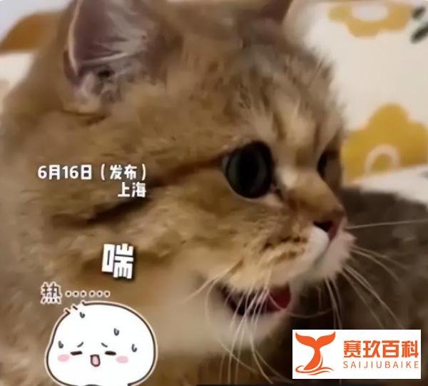 没开空调猫被热得吐舌头，主人还调侃：穿个皮大衣能不热吗？