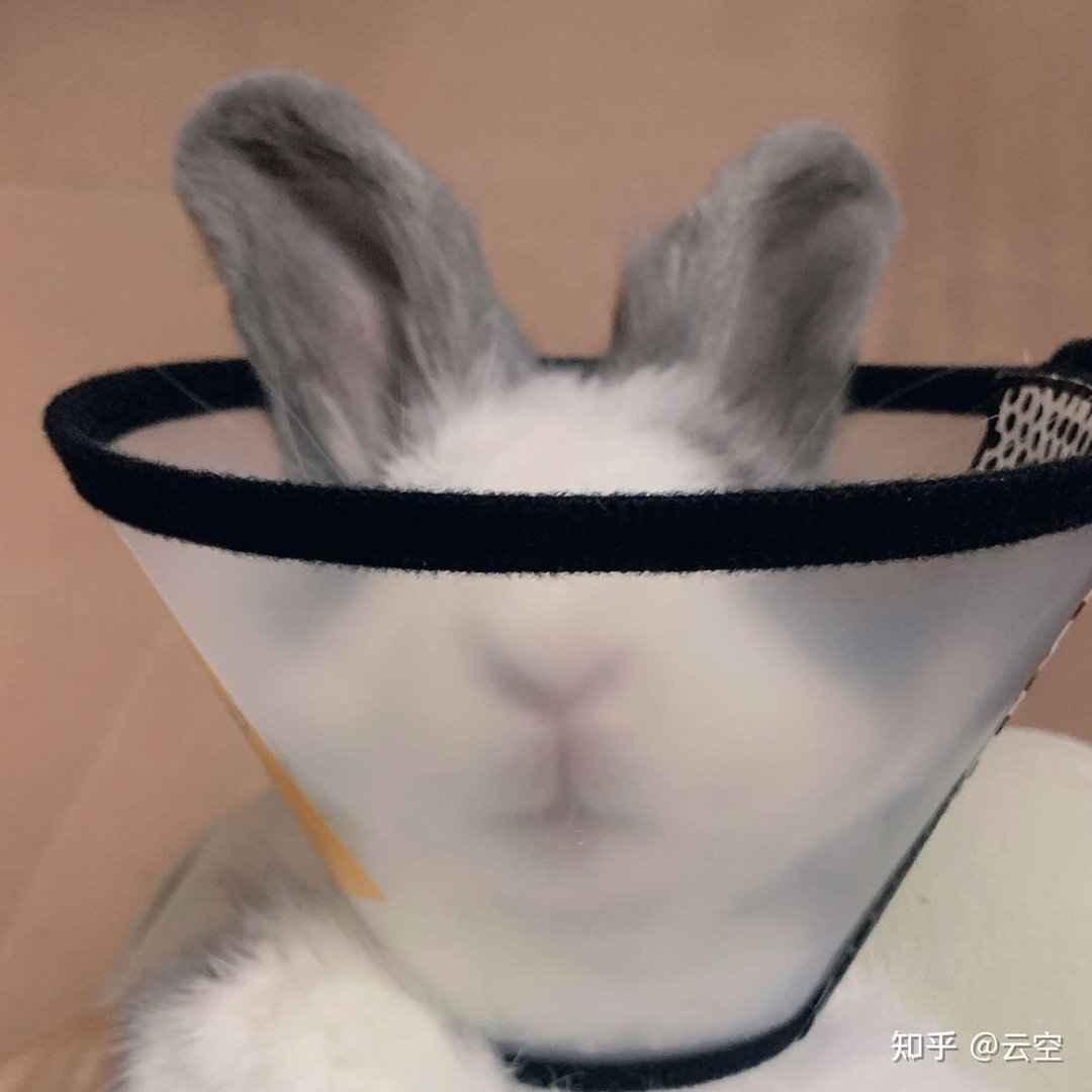 兔兔身上起包了是怎么回事?