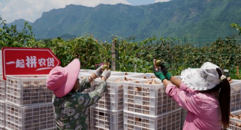 多多买菜24小时人工电话是多少