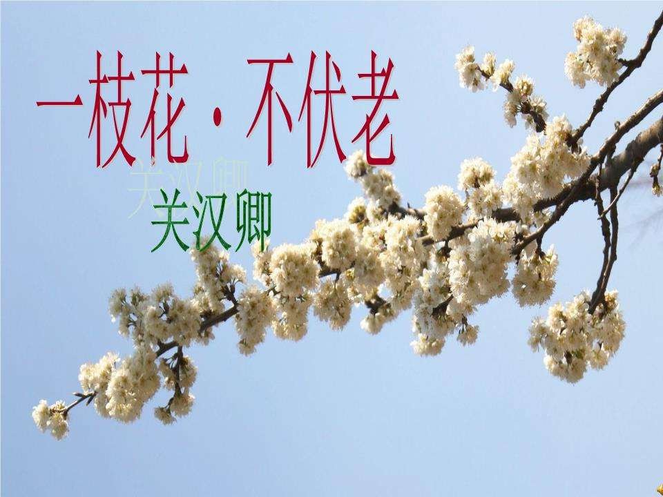 我玩的是梁园月，饮的是东京酒，赏的是洛阳花，攀的是章台柳.--关汉卿