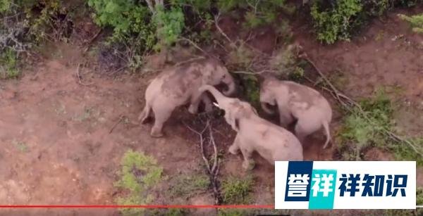 两象打架一象中间劝和 竟和人类一样