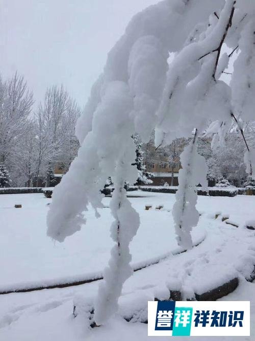 雪之恋（诗歌）