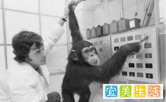 100年前,5名女性为科学献身,和黑猩猩杂交,后来怎么样了?