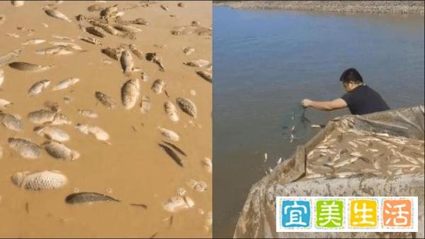 鄱阳湖干枯,20人自费转运上万斤,真正的慈善不需要仪式