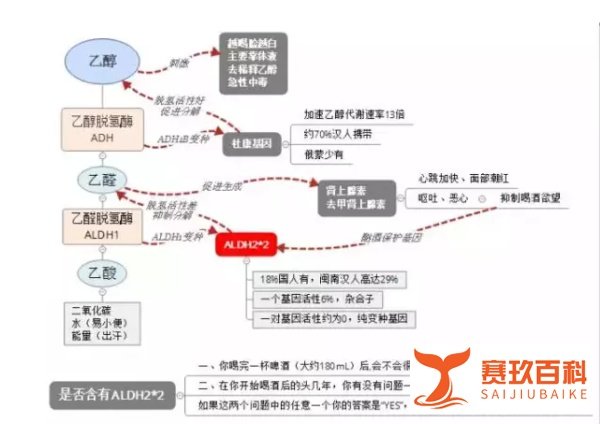 何以解酒,唯有“杜康基因”