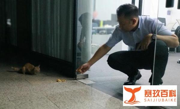 央视猫叫上热搜!那些年,我们一起收养的“流浪猫”