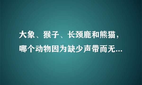 大象、猴子、长颈鹿和熊猫，哪个动物因为缺少声带而无法发声？
