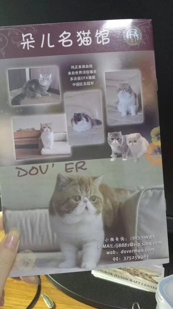 朵儿名猫馆一只猫多少钱