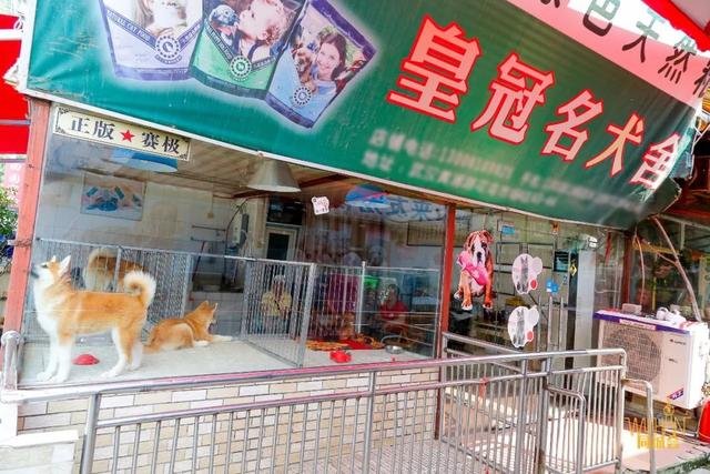 在武汉都有哪些知名的宠物市场啊？