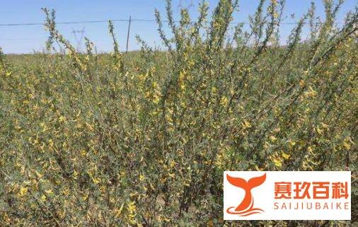 《蚂蚁庄园》3月12日动物的“救命草”是什么