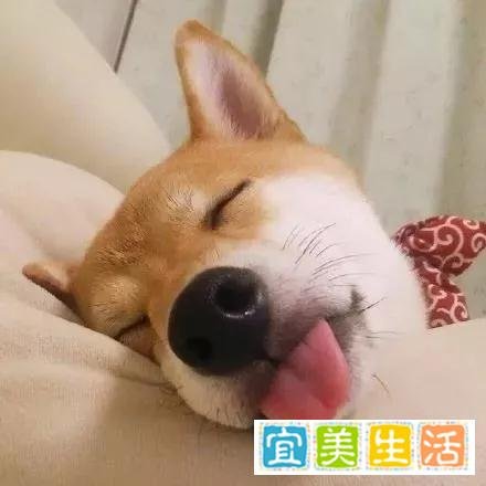 上海法拍房限购吗？