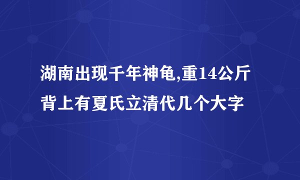 湖南出现千年神龟,重14公斤背上有夏氏立清代几个大字
