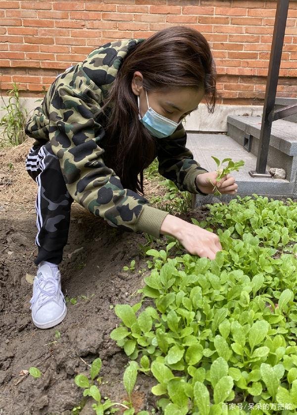 杨颖晒出豪宅种菜照片,却因一个细节被指摆拍痕迹明显,她是又要翻车吗?