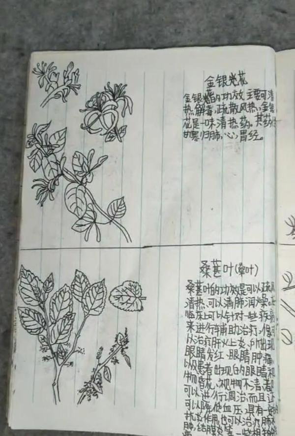 13岁男孩期末没考好,书包里被翻出一本手绘中草药图。难道李时珍转世了?