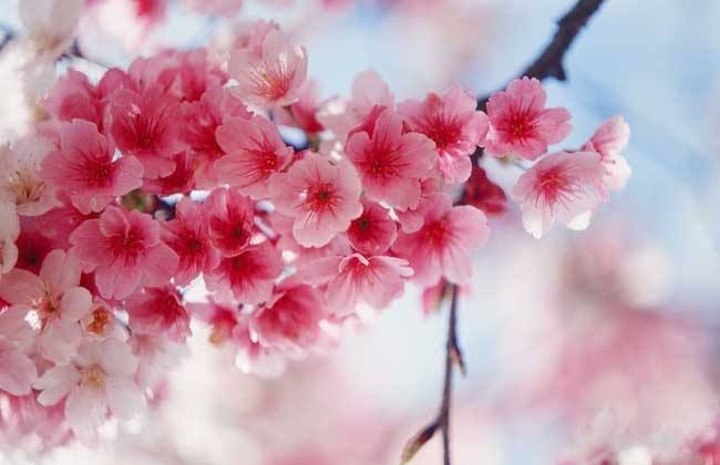 サクラ 和 さくら 日文都是“樱花”的意思吗？有什么区别吗？